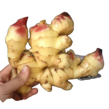 Hot Sale China Dry Ginger 2021 New Crop Chinese Fresh Ginger For Export